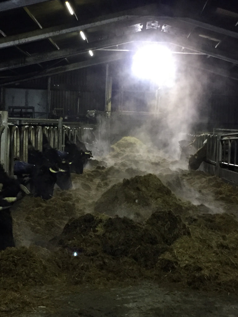 17/1/18  A frosty evening feeding the kye.