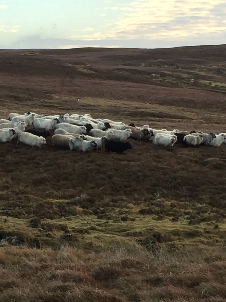 Gathering hill sheep